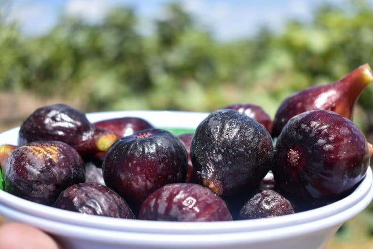 Cosecha de higo es fruto del Programa de Reconversión Productiva en Aguascalientes