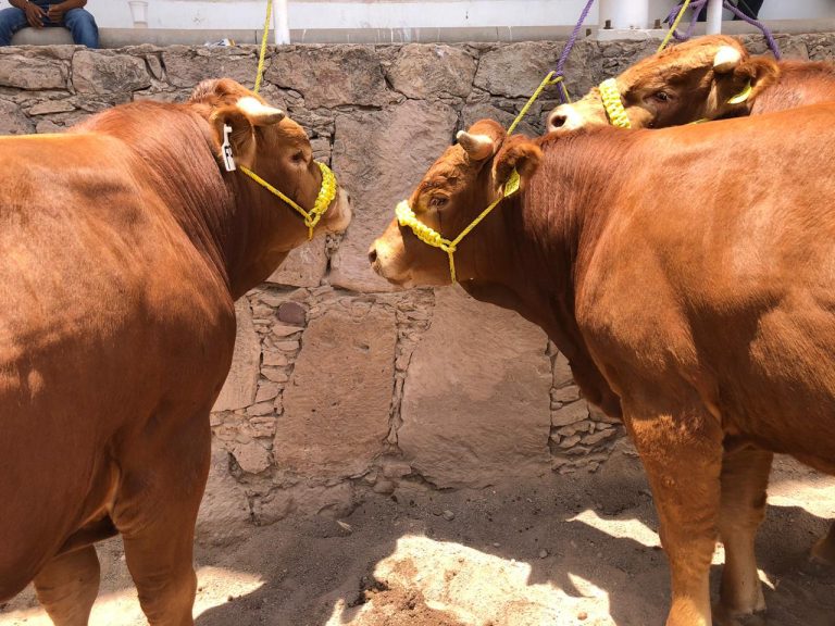 Apoyan a ganaderos para adquisición de sementales bovinos en Aguascalientes