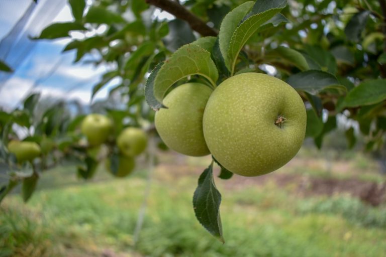 Huerta de manzana en Asientos/ Aguascalientes cuenta con 20 hectáreas bajo riego   