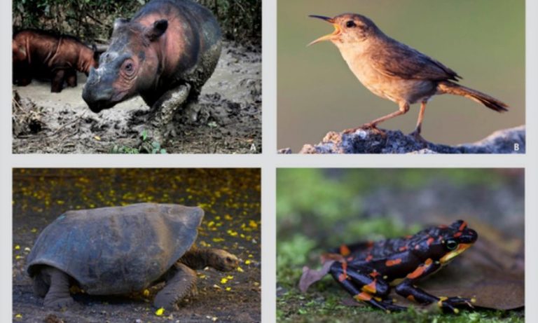 En peligro de extinción, 515 especies de vertebrados en México