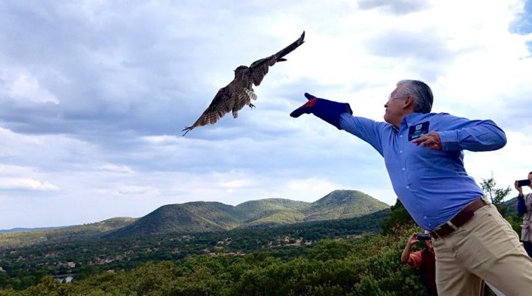 Liberaron a cuatro aves rapaces en su hábitat natural en Aguascalientes