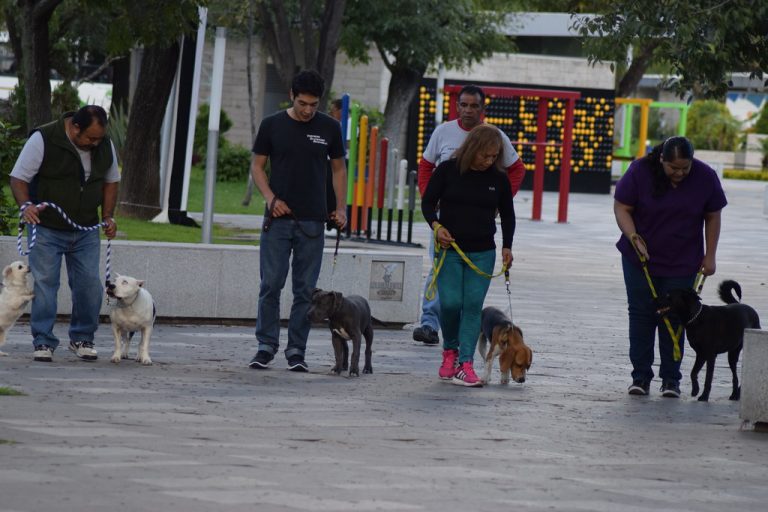 Animales de compañía no transmiten Covid-19