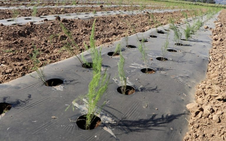 Cada vez más productores del estado en Aguascalientes se suman al cultivo de espárragos