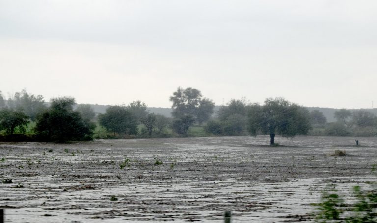 Lluvias ayudarán al sector ganadero en Aguascalientes