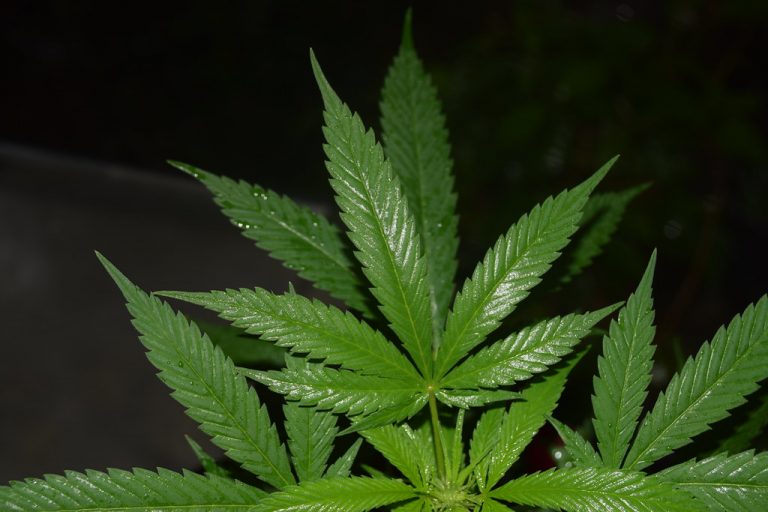 ¿Qué le falta al dictamen del Senado que aprueba el uso recreativo de la marihuana?