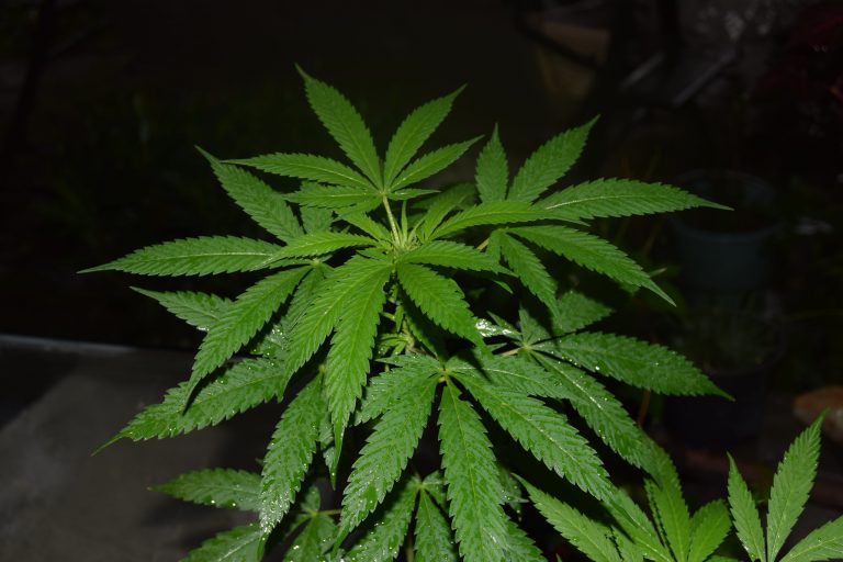 La marihuana y el cristal son uno y dos en demanda en Aguascalientes