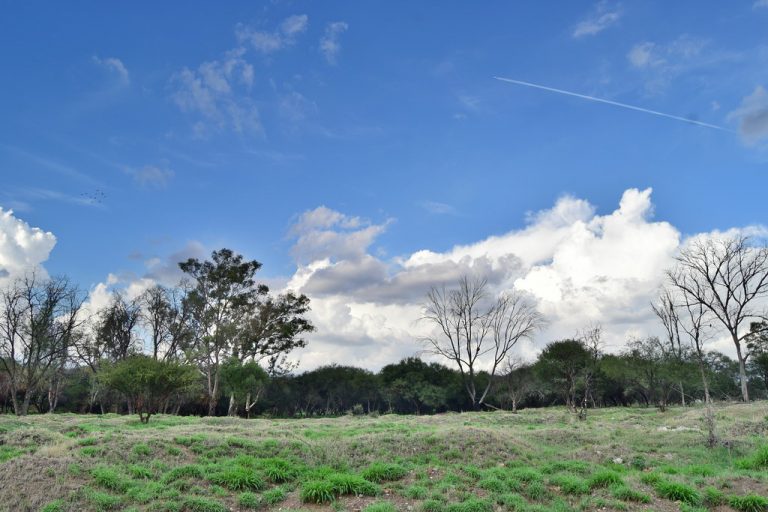 SEDUM no ha sido notificado del amparo para la mezquitera La Pona