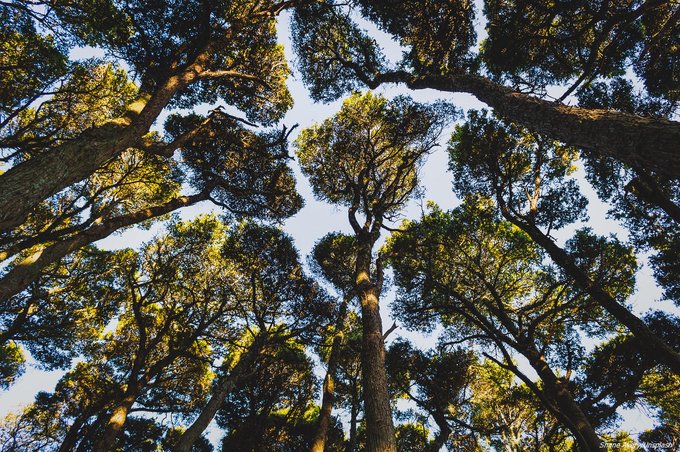 Detectan que Bimbo, Femsa y Pemex tienen desdén por el cambio climático