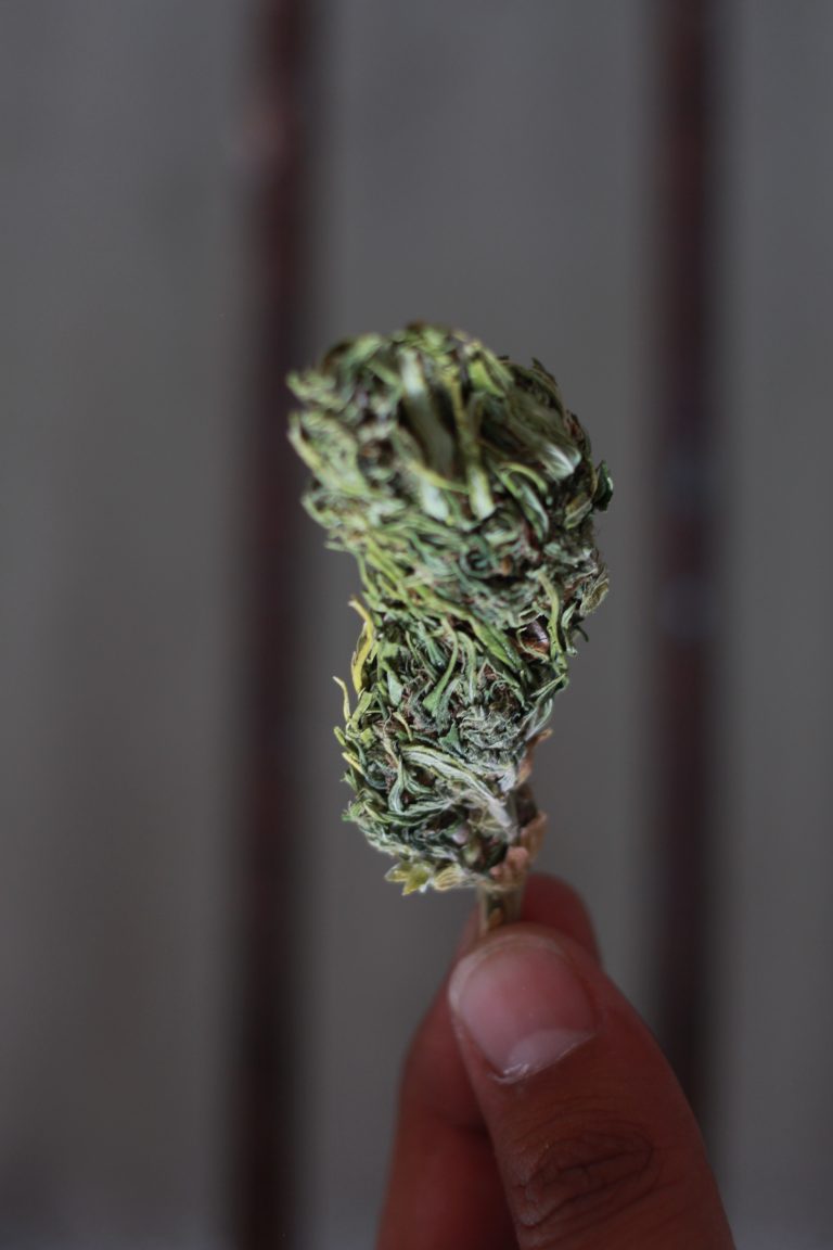 Narcomenudeo, el negocio que florece durante la pandemia de Covid-19 en Aguascalientes