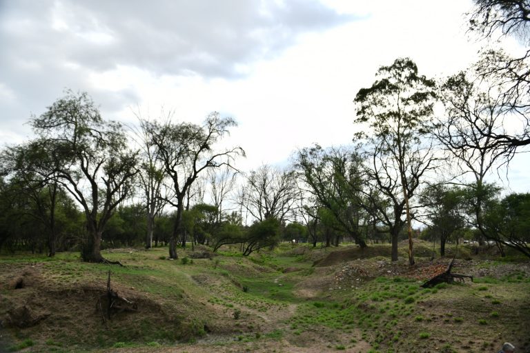 Rescatar árboles resilientes en el día del árbol en Aguascalientes