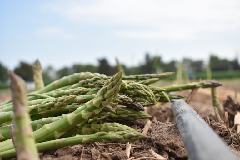 Inició la cosecha de espárrago en Aguascalientes