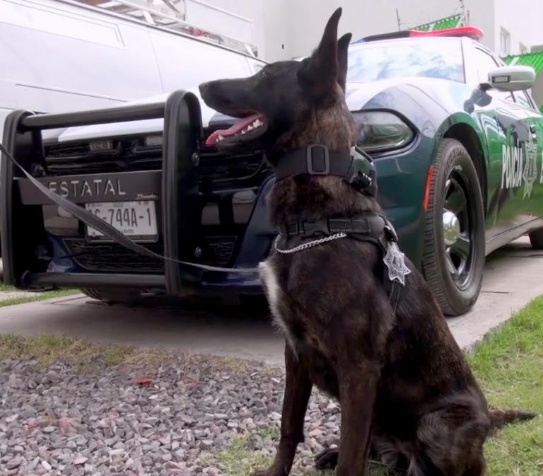 Fortalecen al grupo canino de la SSPE en Aguascalientes