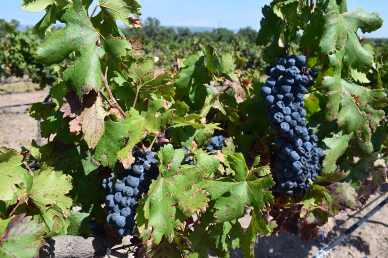 En medio de pandemia, alistan publicidad para la Ruta del Vino de Aguascalientes