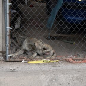 50131986312_087ef67437_k