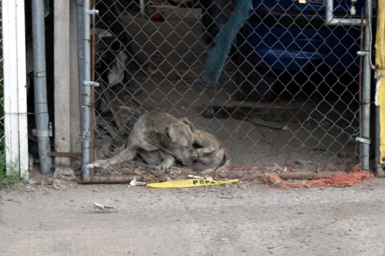 Ampliarán amparo en el caso del perro Solovino en Aguascalientes