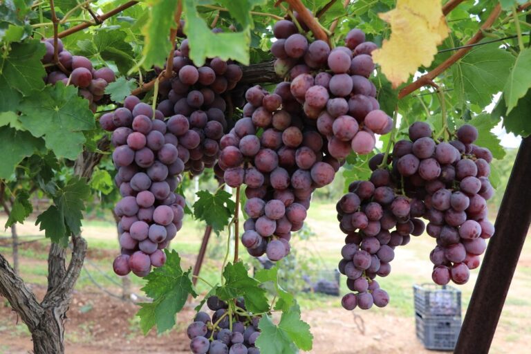 Ruta del vino se llevará a cabo del 3 al 6 de septiembre en Aguascalientes