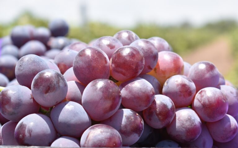 Viticultores de Aguascalientes inician cosecha    