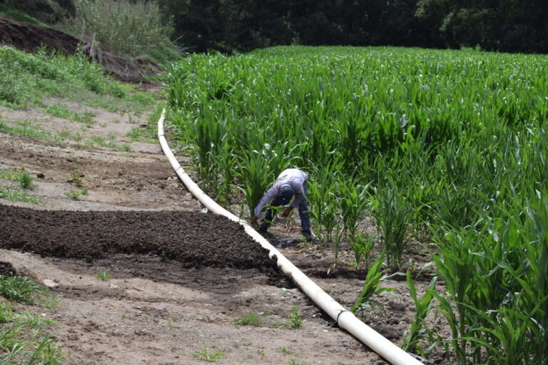 Segundo Informe de López Obrador no reflejó la realidad del campo