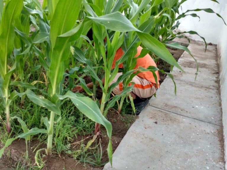 Adolescentes privados de su libertad trabajan en huertos, murales y tortugueros dentro del CEDA