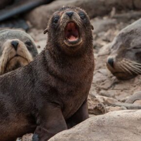 MQTPW7L35VAXVOSS2BIMPRQFPI