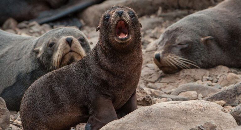 Mueren misteriosamente 137 lobos marinos en Baja California Sur