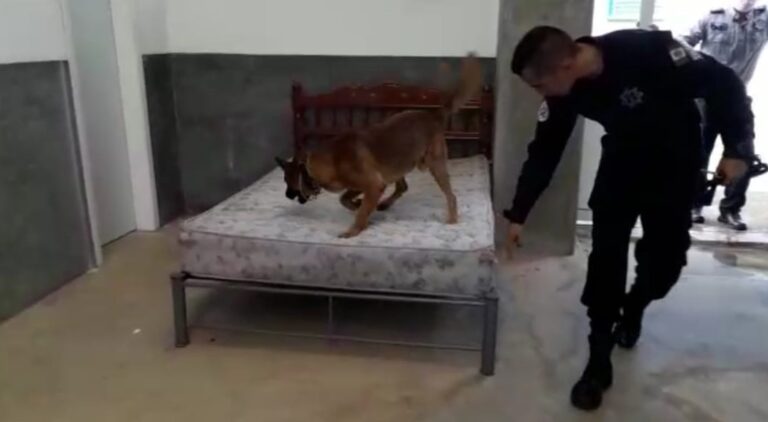 Reciben binomios del grupo K-9 curso sobre detección y manejo de fentanilo