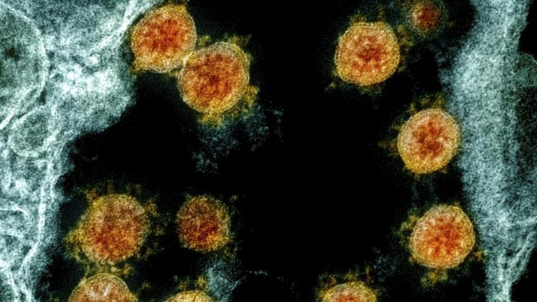 Existen al menos 850 mil virus en animales potencialmente más peligrosos que en Covid