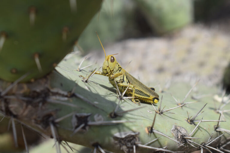 Promoverán acciones para proteger áreas Ramsar en El Tecolote
