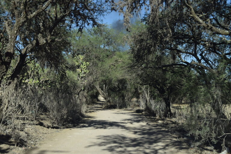 Debe cuidarse la coinversión en el plan de manejo de Bosque de Cobos en Aguascalientes