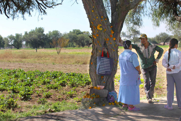 Bajan las ventas de flor de cempasúchil, familia remata flores sobre carretera en Aguascalientes