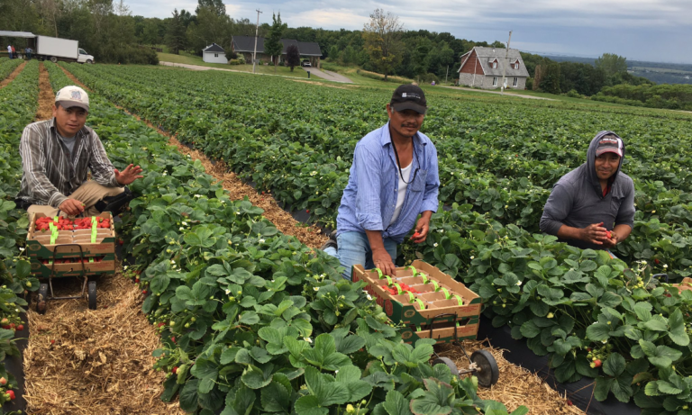 Covid-19 da tregua a deportación de mexicanos desde Canadá