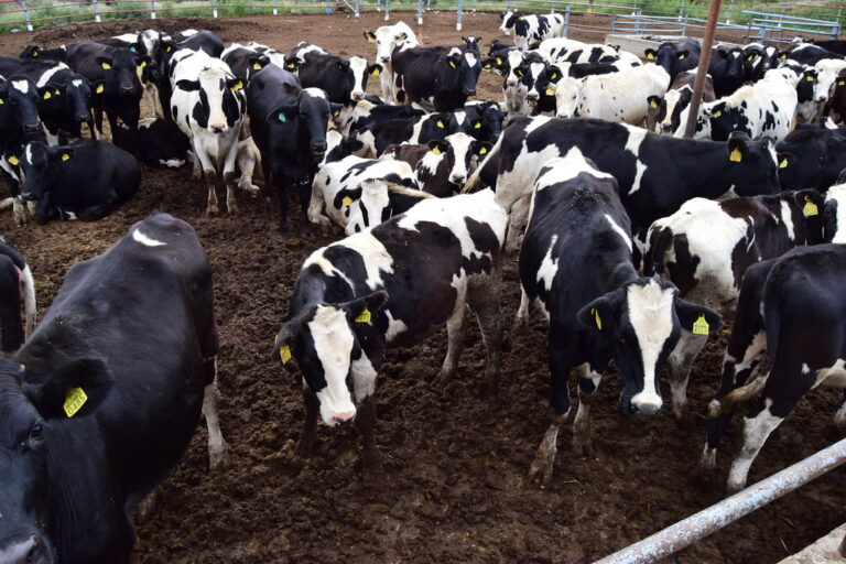 Podría subir el precio de la leche: los costos de producción incrementaron casi al 100%