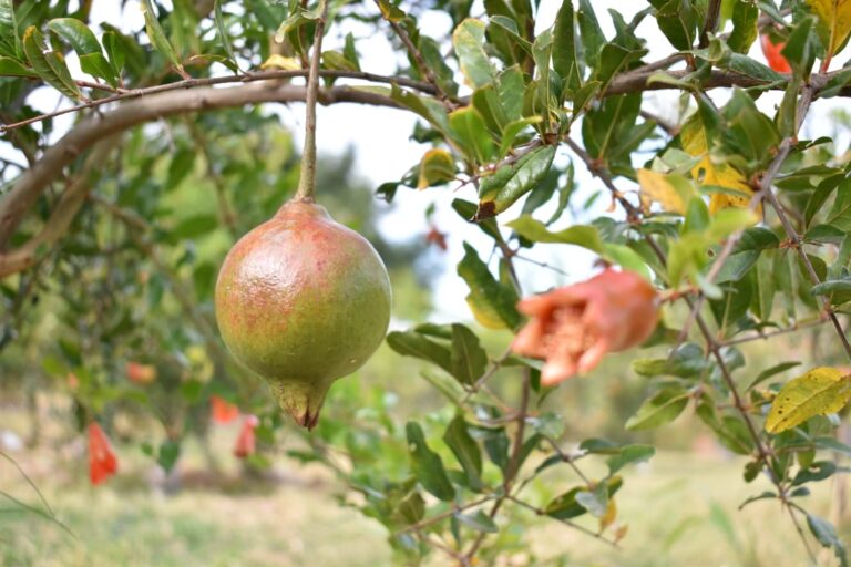 Se impulsa cultivo de granado con programa Reconversión Productiva