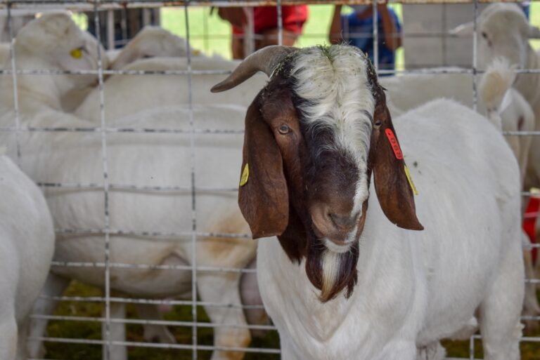 Sedrae apoya mejoramiento de la calidad del ganado