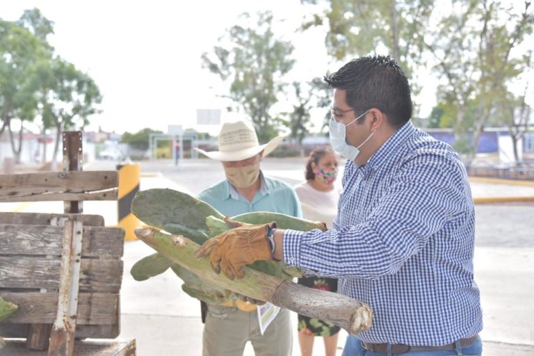 Entregan en Jesús María, Aguascalientes 10 mil plantas de nopal