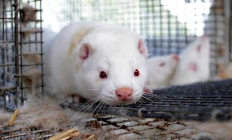 Sacrifican a visones en Dinamarca por presunta mutación de coronavirus