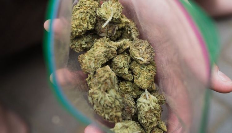 ¿Qué se aprobó sobre la regulación del consumo lúdico de marihuana en México? Aquí te explicamos