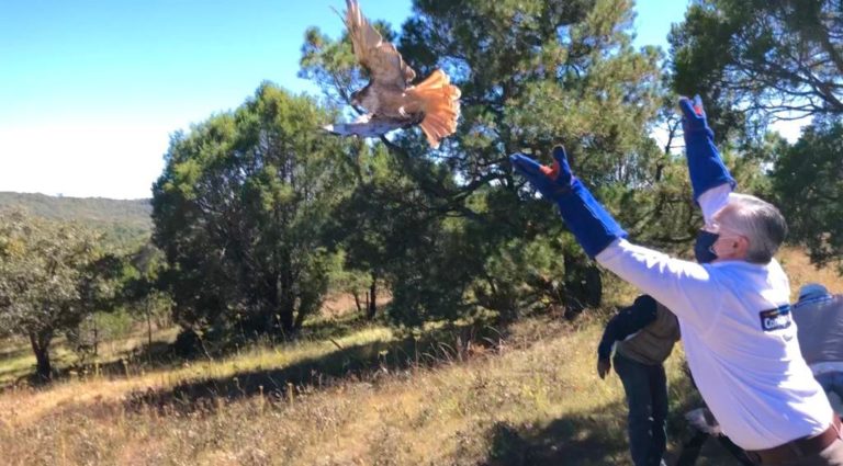 SSMAA liberó 51 ejemplares de animales silvestres en el ANP Sierra Fría