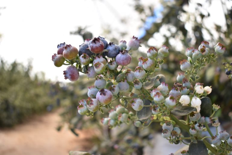 Desde Aguascalientes, está por concluir cosecha de arándano en parcela demostrativa