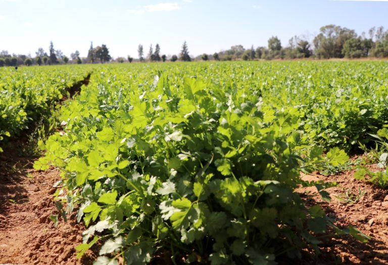 Aguascalientes es el segundo lugar nacional en producción de cilantro