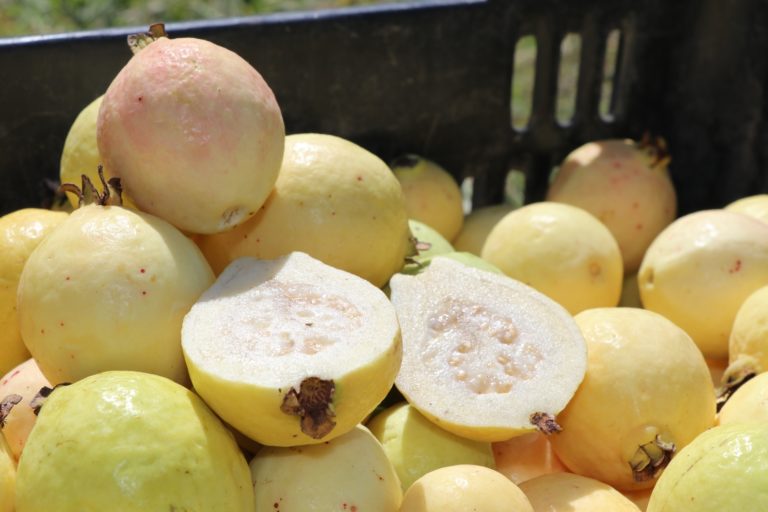 2021, año ideal para la producción de guayabas en Aguascalientes