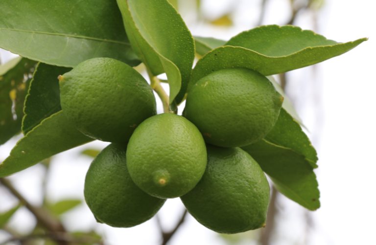 En Calvillo, municipio de Aguascalientes, reconversión de 194 hectáreas con el cultivo de limón         