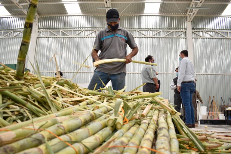 Aguascalientes exportará fruta de temporada a Estados Unidos