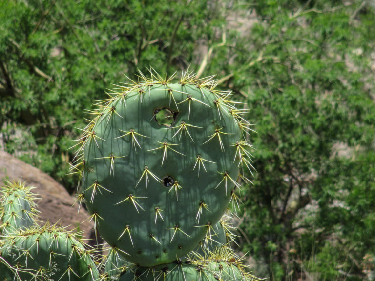 Baba de nopal, efectiva para la piel y en medicamentos