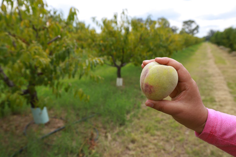 Necesario, fortalecer el espíritu emprendedor en los agronegocios