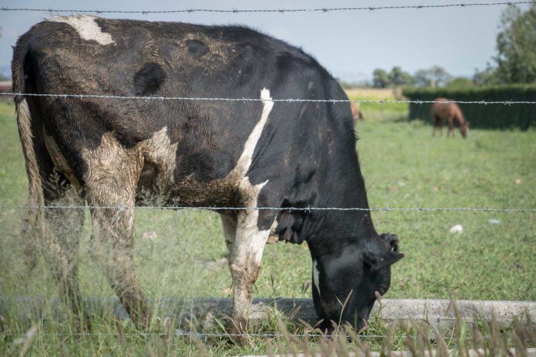Productores en Aguascalientes se manifiestan en las oficinas de Liconsa