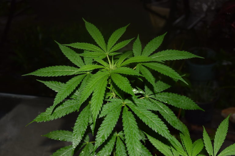 La intención de legalizar la marihuana no trae aparejados los beneficios esperados