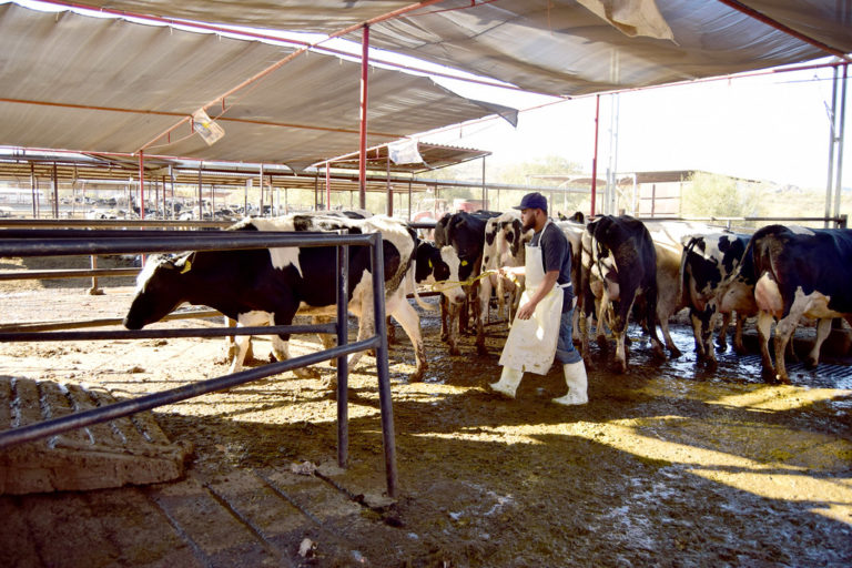 Detienen venta de leche en Aguascalientes, es la única entidad donde Liconsa no compró