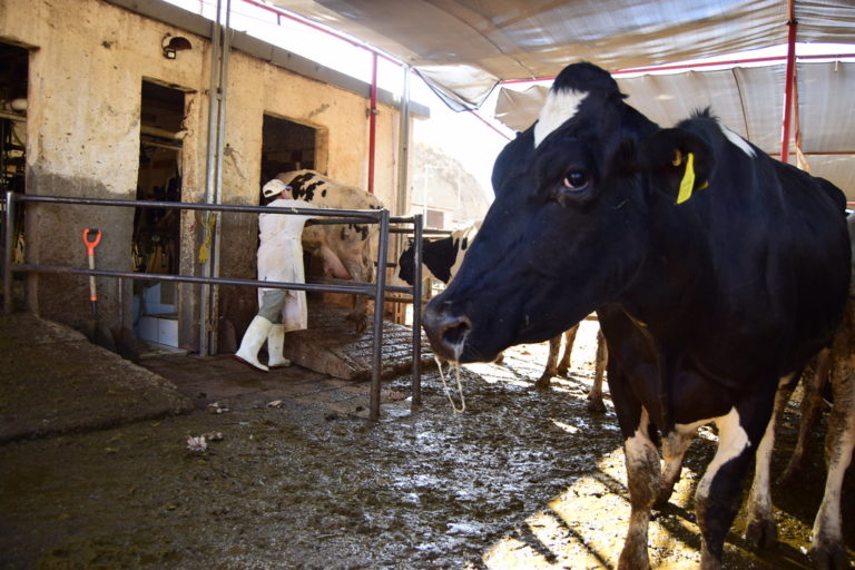 Este año aumentó en un 20% el costo de producción de leche para ganaderos en Aguascalientes