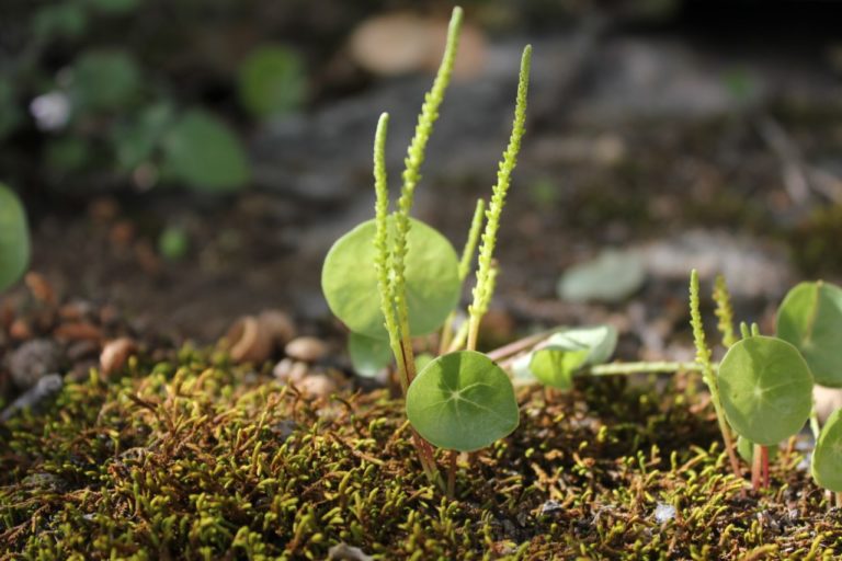 Especialista de la UAA hace llamado al uso sustentable de flora en época navideña